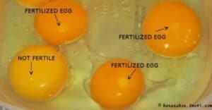 Are Grocery Store Eggs Fertilized? (Differences and Benefits) - Hero