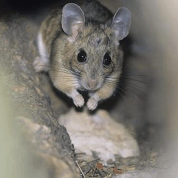 Mouse Droppings In The Oven How To Clean It? Hero Kitchen